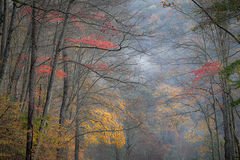 Fall Colors in Fog