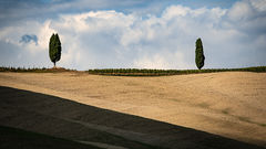Tuscan Field & Cypress
