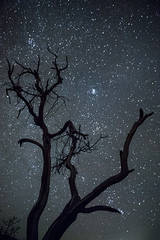 Acacia Tree & Stars I