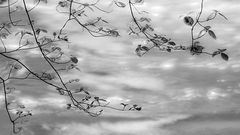 Dogwood Lace, Merced River,  BW