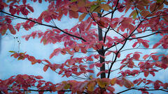 Fall Dogwood in Mist