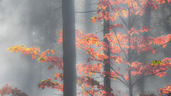 Fall Dogwood in Morning Fog