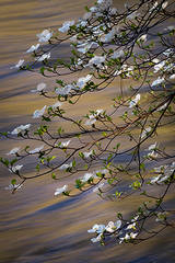 Merced River Dogwoods