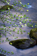 Dogwoods and Merced River