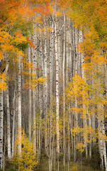 Fall Aspens