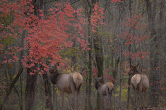 Elk in Fog 1