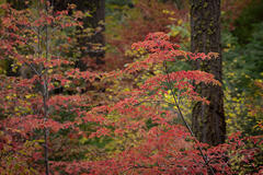 Valley Dogwoods, Fall