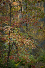 Fall Dogwood & Merced River