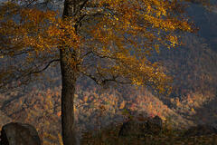 Fall Colors Blue Ridge Mts
