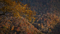 Fall Tapestry Blue Ridge Mts