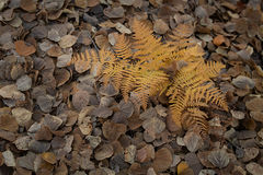 Fern & Aspen Leaves