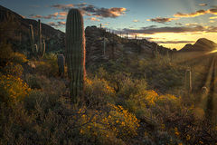 Sonora Desert Spring Sunrise