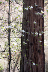 High Key Dogwoods & Cedar