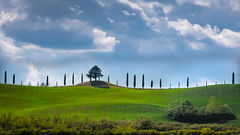 Tuscan Cypress