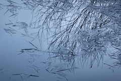 Hoar Frost & Reflections