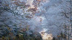 Hor Frost Forest 2
