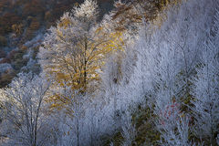Hor Frost Forest 3