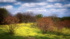 Mustard Field Spring