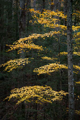 Layered Maples, Fog