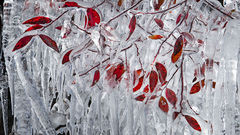 Leaves in Ice