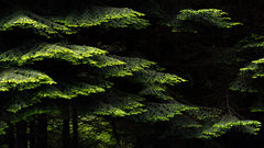 New Growth Cedars