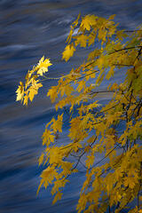 Big Leaf Maple & Merced River