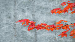 Birches & Red Maple