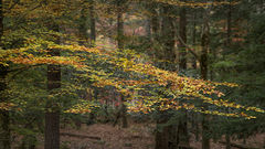Maples Fall 1