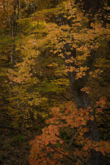 Fall Maple Tree Grove