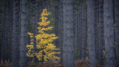 birch in Fir Forest