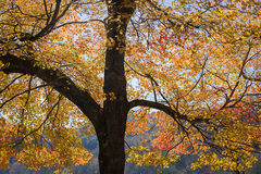Fall Maple