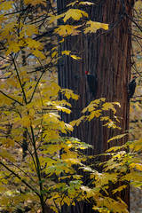 Woodpecker Maples