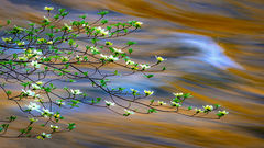 Merced River Dogwoods