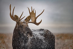 Bull Moose