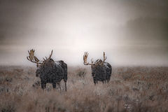 Moose in Winter