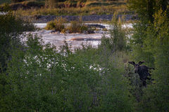 Moose Sunrise Gros Ventre River