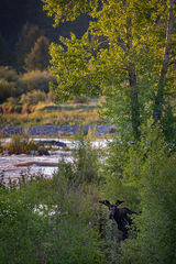 Moose Sunrise Gros Ventre River