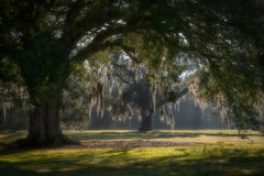 Oaks & Spanish Moss Sunrise