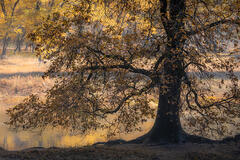 Black Oak Sunrise Reflections