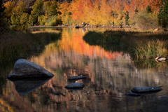 Aspen Reflections