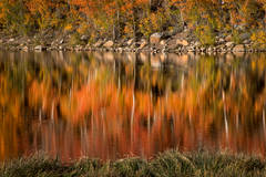 North Lake Aspens at Sunrise