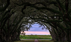 Oak Allay Sunset