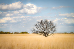 Oak in Field