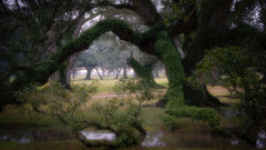 Oaks in Fog, Sunrise