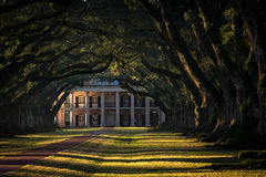 Oak Tree Tunnel, Sunrise