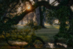 Oaks & Fog Sunrise