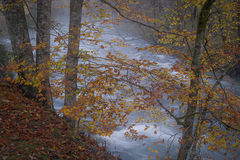 Oconaluftee River, Fall 1