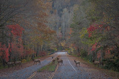 Elk in Fog 2