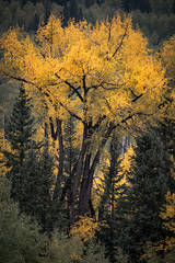 Fall Cottonwood