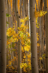 Aspen Sunrise, Owl Creek 1